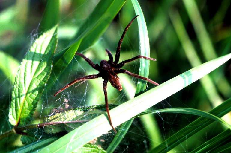 Dolomedes_plantarius_P1520_Z_75_Les Gris_Frankrijk.jpg